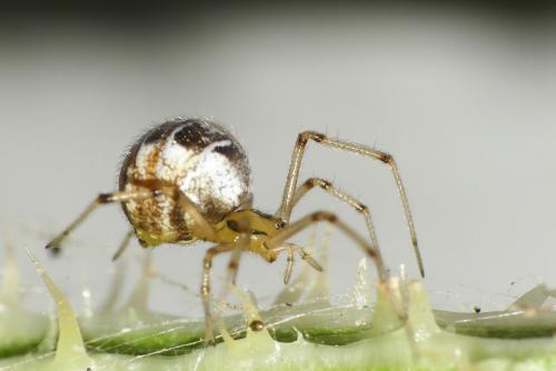 Réf. 265 629 : Phylloneta sp.